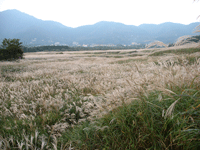 ススキ野原2006年秋