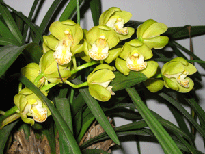 orchidee