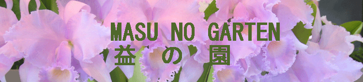 v̉